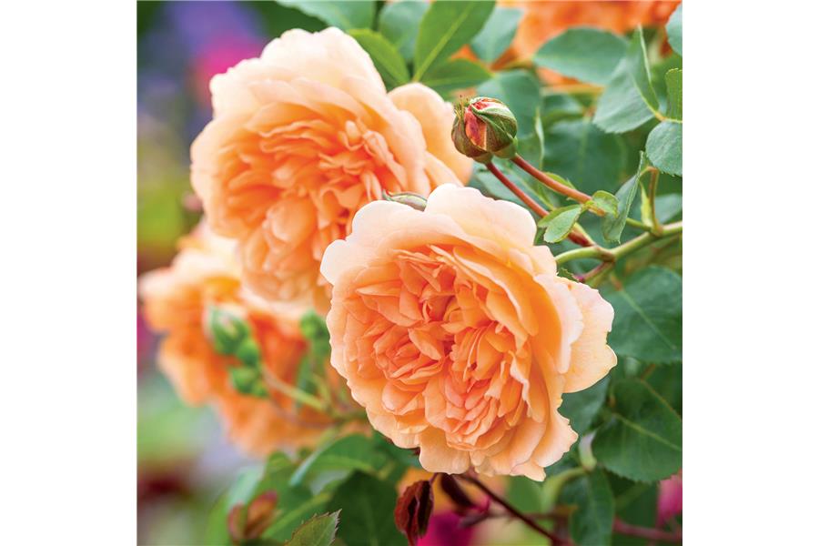 Rose Dame Judi Dench